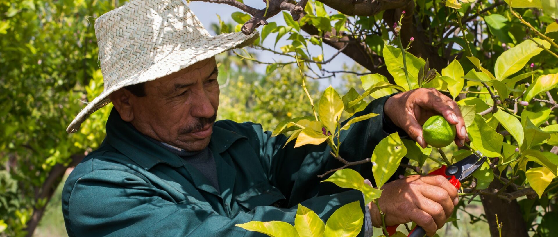 Potager du Bled Es Saadi