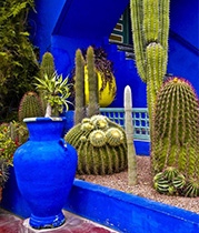 Découverte du Jardin Majorelle de Marrakech